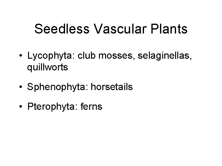 Seedless Vascular Plants • Lycophyta: club mosses, selaginellas, quillworts • Sphenophyta: horsetails • Pterophyta: