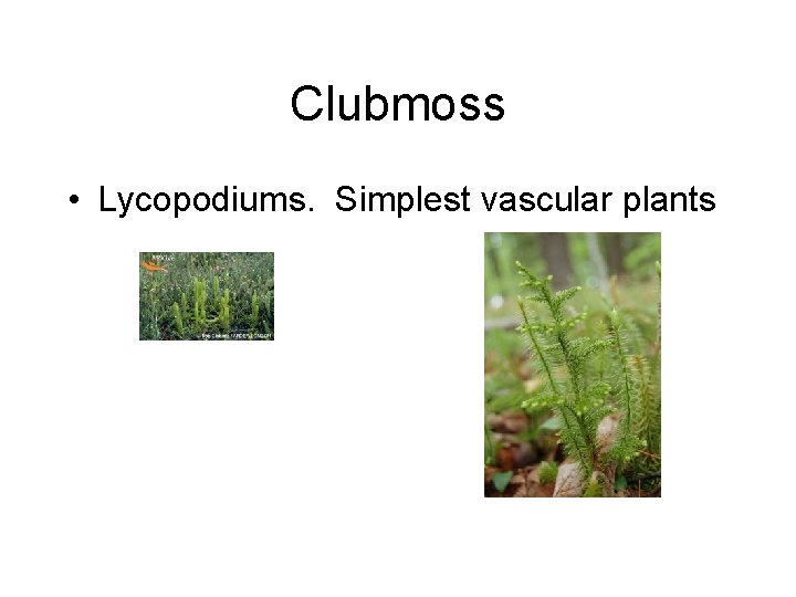 Clubmoss • Lycopodiums. Simplest vascular plants 