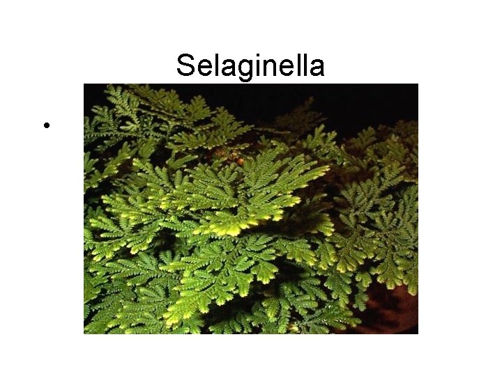 Selaginella • 