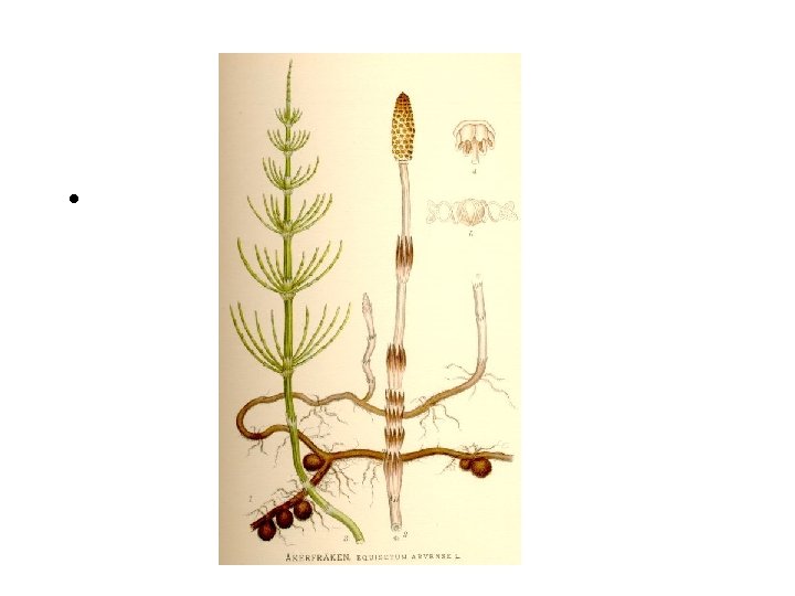 Equisetum • 