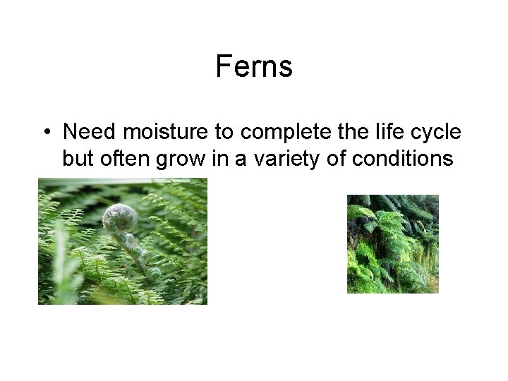 Ferns • Need moisture to complete the life cycle but often grow in a