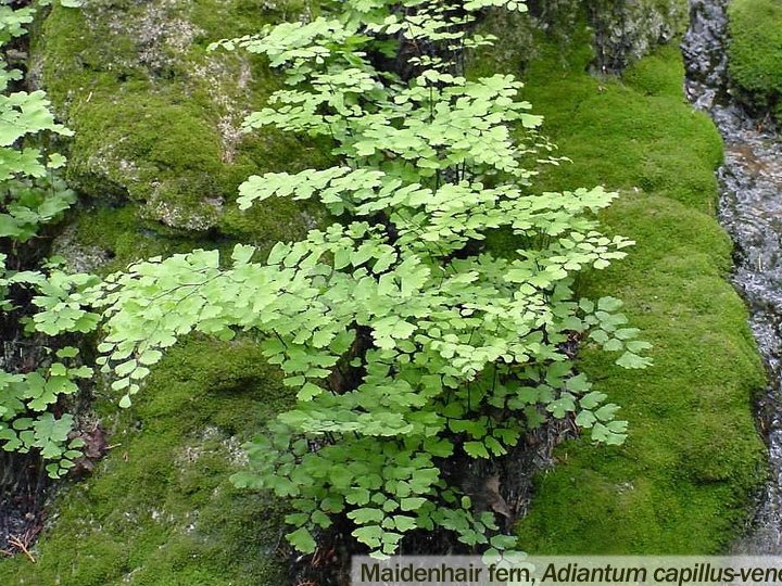 Ferns • Maidenhair 