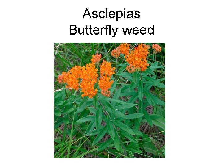 Asclepias Butterfly weed 