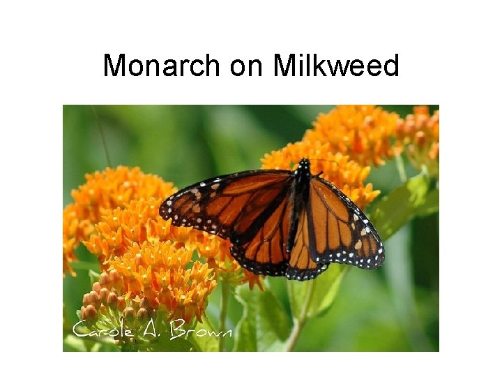 Monarch on Milkweed 