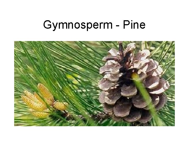 Gymnosperm - Pine 