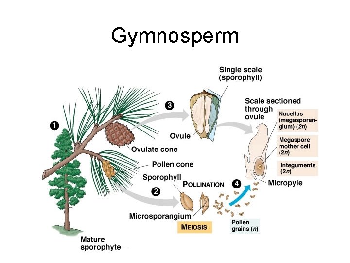 Gymnosperm 