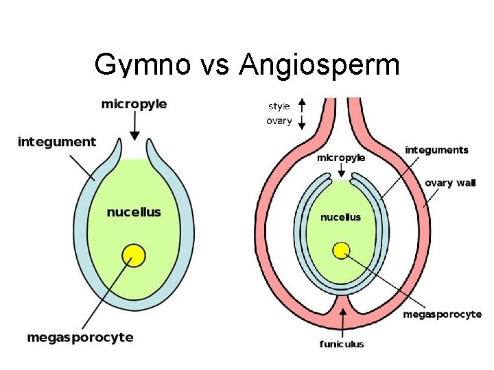 Gymno vs Angiosperm 