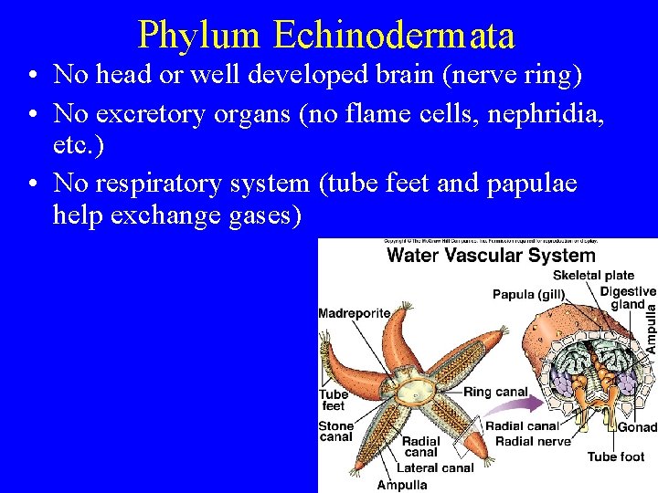 Phylum Echinodermata • No head or well developed brain (nerve ring) • No excretory Phylum Echinodermata • No head or well developed brain (nerve ring) • No excretory