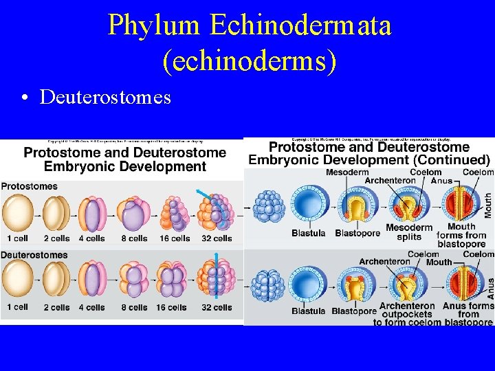Phylum Echinodermata (echinoderms) • Deuterostomes Phylum Echinodermata (echinoderms) • Deuterostomes