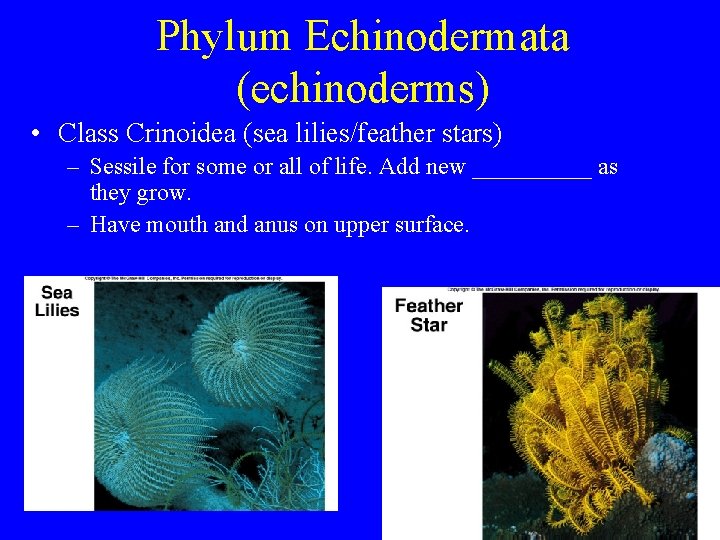 Phylum Echinodermata (echinoderms) • Class Crinoidea (sea lilies/feather stars) – Sessile for some or Phylum Echinodermata (echinoderms) • Class Crinoidea (sea lilies/feather stars) – Sessile for some or