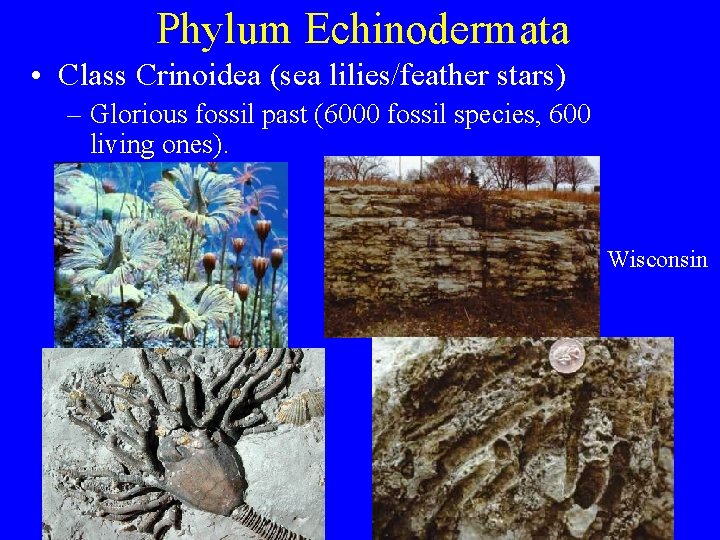 Phylum Echinodermata • Class Crinoidea (sea lilies/feather stars) – Glorious fossil past (6000 fossil Phylum Echinodermata • Class Crinoidea (sea lilies/feather stars) – Glorious fossil past (6000 fossil