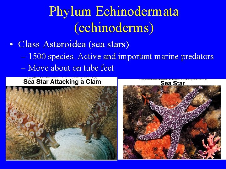 Phylum Echinodermata (echinoderms) • Class Asteroidea (sea stars) – 1500 species. Active and important Phylum Echinodermata (echinoderms) • Class Asteroidea (sea stars) – 1500 species. Active and important