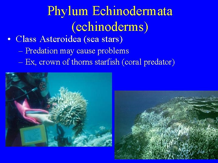 Phylum Echinodermata (echinoderms) • Class Asteroidea (sea stars) – Predation may cause problems – Phylum Echinodermata (echinoderms) • Class Asteroidea (sea stars) – Predation may cause problems –