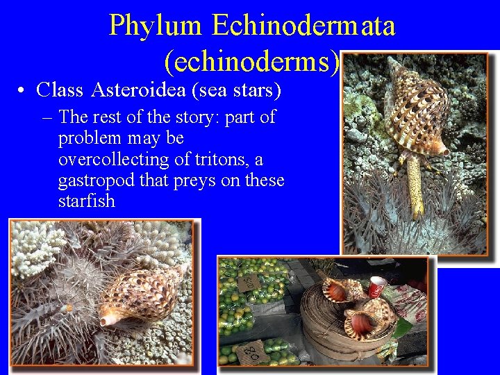 Phylum Echinodermata (echinoderms) • Class Asteroidea (sea stars) – The rest of the story: Phylum Echinodermata (echinoderms) • Class Asteroidea (sea stars) – The rest of the story: