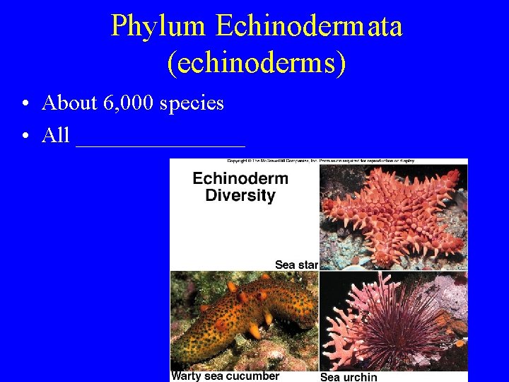 Phylum Echinodermata (echinoderms) • About 6, 000 species • All ________ Phylum Echinodermata (echinoderms) • About 6, 000 species • All ________
