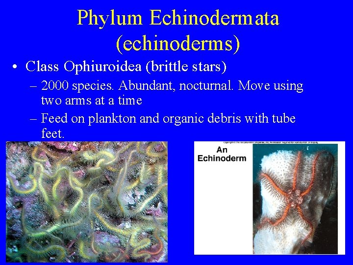 Phylum Echinodermata (echinoderms) • Class Ophiuroidea (brittle stars) – 2000 species. Abundant, nocturnal. Move Phylum Echinodermata (echinoderms) • Class Ophiuroidea (brittle stars) – 2000 species. Abundant, nocturnal. Move