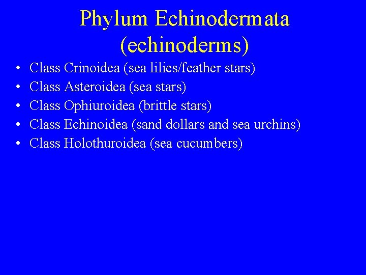 Phylum Echinodermata (echinoderms) • • • Class Crinoidea (sea lilies/feather stars) Class Asteroidea (sea Phylum Echinodermata (echinoderms) • • • Class Crinoidea (sea lilies/feather stars) Class Asteroidea (sea