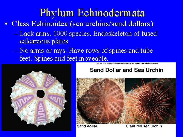 Phylum Echinodermata • Class Echinoidea (sea urchins/sand dollars) – Lack arms. 1000 species. Endoskeleton Phylum Echinodermata • Class Echinoidea (sea urchins/sand dollars) – Lack arms. 1000 species. Endoskeleton