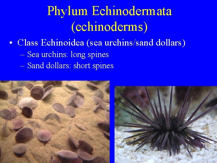 Phylum Echinodermata (echinoderms) • Class Echinoidea (sea urchins/sand dollars) – Sea urchins: long spines Phylum Echinodermata (echinoderms) • Class Echinoidea (sea urchins/sand dollars) – Sea urchins: long spines