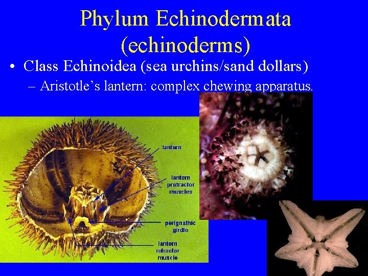 Phylum Echinodermata (echinoderms) • Class Echinoidea (sea urchins/sand dollars) – Aristotle’s lantern: complex chewing Phylum Echinodermata (echinoderms) • Class Echinoidea (sea urchins/sand dollars) – Aristotle’s lantern: complex chewing