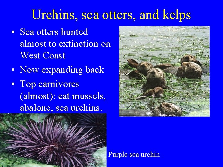 Urchins, sea otters, and kelps • Sea otters hunted almost to extinction on West Urchins, sea otters, and kelps • Sea otters hunted almost to extinction on West