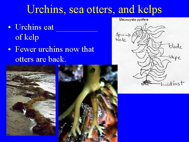 Urchins, sea otters, and kelps • Urchins eat _____ of kelp • Fewer urchins Urchins, sea otters, and kelps • Urchins eat _____ of kelp • Fewer urchins