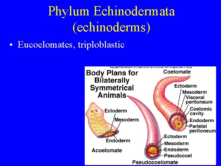 Phylum Echinodermata (echinoderms) • Eucoelomates, triploblastic Phylum Echinodermata (echinoderms) • Eucoelomates, triploblastic