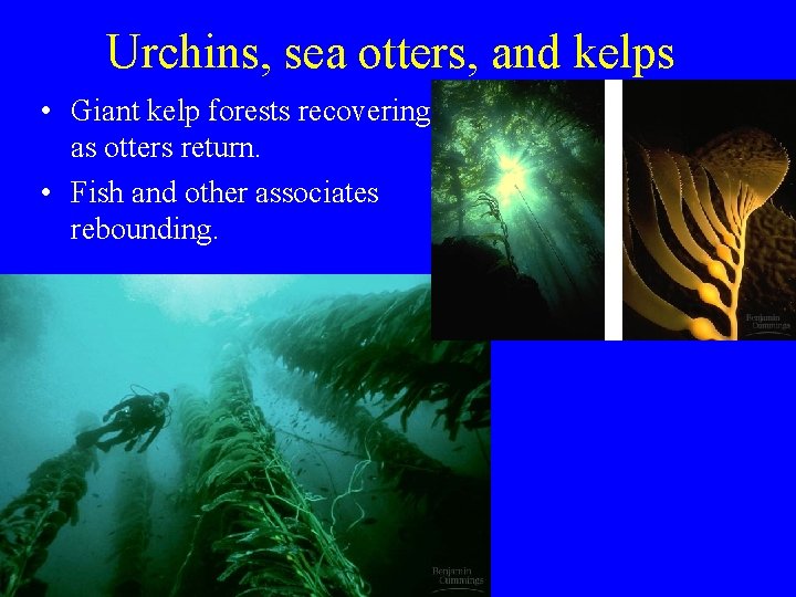 Urchins, sea otters, and kelps • Giant kelp forests recovering as otters return. • Urchins, sea otters, and kelps • Giant kelp forests recovering as otters return. •