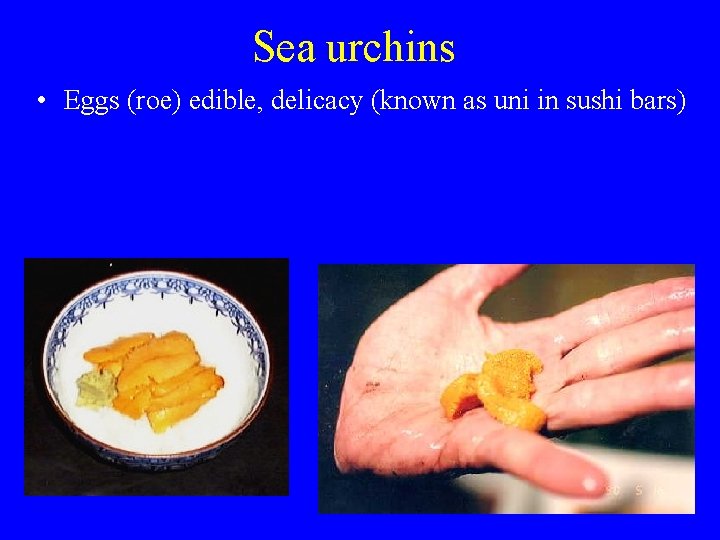 Sea urchins • Eggs (roe) edible, delicacy (known as uni in sushi bars) Sea urchins • Eggs (roe) edible, delicacy (known as uni in sushi bars)