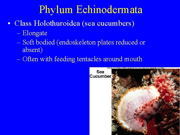 Phylum Echinodermata • Class Holothuroidea (sea cucumbers) – Elongate – Soft bodied (endoskeleton plates Phylum Echinodermata • Class Holothuroidea (sea cucumbers) – Elongate – Soft bodied (endoskeleton plates