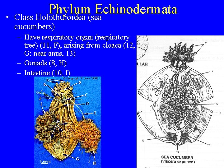 • Phylum Echinodermata Class Holothuroidea (sea cucumbers) – Have respiratory organ (respiratory tree) • Phylum Echinodermata Class Holothuroidea (sea cucumbers) – Have respiratory organ (respiratory tree)