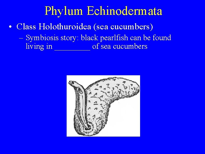 Phylum Echinodermata • Class Holothuroidea (sea cucumbers) – Symbiosis story: black pearlfish can be Phylum Echinodermata • Class Holothuroidea (sea cucumbers) – Symbiosis story: black pearlfish can be