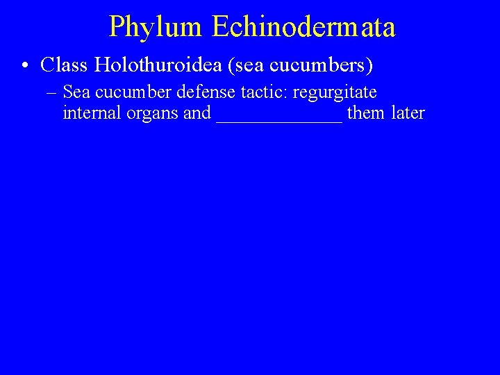 Phylum Echinodermata • Class Holothuroidea (sea cucumbers) – Sea cucumber defense tactic: regurgitate internal Phylum Echinodermata • Class Holothuroidea (sea cucumbers) – Sea cucumber defense tactic: regurgitate internal