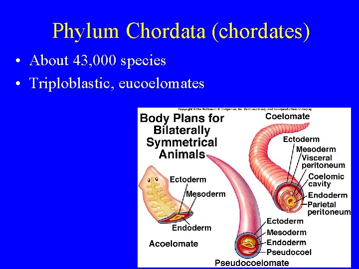 Phylum Chordata (chordates) • About 43, 000 species • Triploblastic, eucoelomates Phylum Chordata (chordates) • About 43, 000 species • Triploblastic, eucoelomates