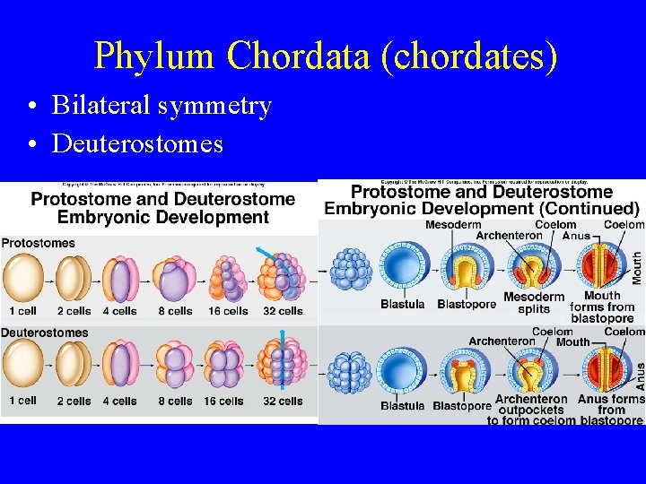 Phylum Chordata (chordates) • Bilateral symmetry • Deuterostomes Phylum Chordata (chordates) • Bilateral symmetry • Deuterostomes
