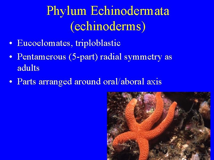 Phylum Echinodermata (echinoderms) • Eucoelomates, triploblastic • Pentamerous (5 -part) radial symmetry as adults Phylum Echinodermata (echinoderms) • Eucoelomates, triploblastic • Pentamerous (5 -part) radial symmetry as adults