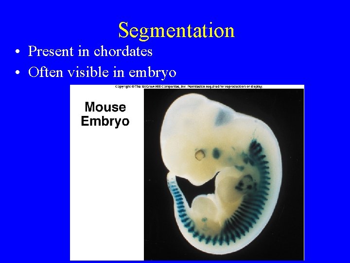 Segmentation • Present in chordates • Often visible in embryo Segmentation • Present in chordates • Often visible in embryo