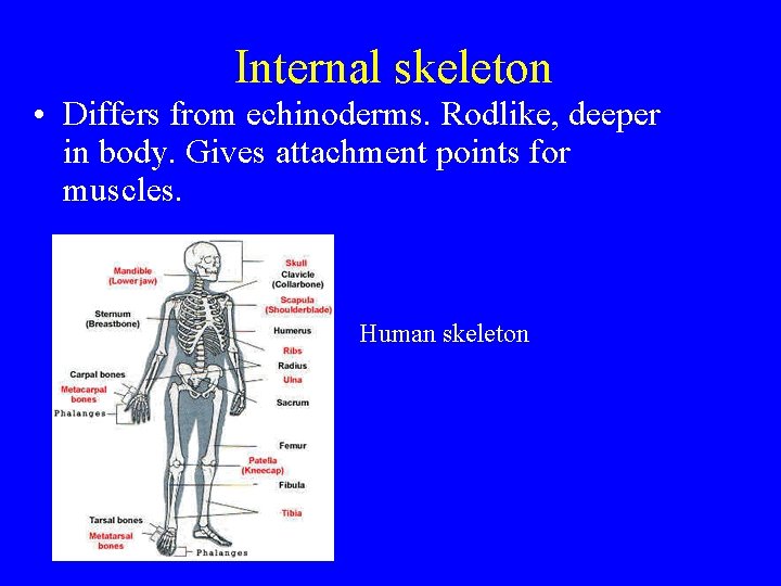 Internal skeleton • Differs from echinoderms. Rodlike, deeper in body. Gives attachment points for Internal skeleton • Differs from echinoderms. Rodlike, deeper in body. Gives attachment points for