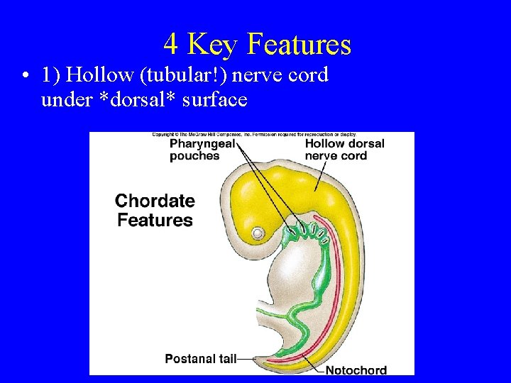 4 Key Features • 1) Hollow (tubular!) nerve cord under *dorsal* surface 4 Key Features • 1) Hollow (tubular!) nerve cord under *dorsal* surface