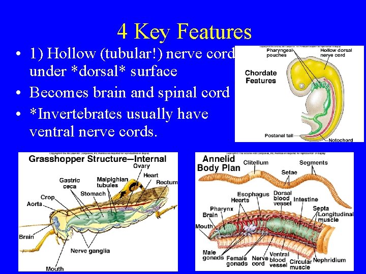 4 Key Features • 1) Hollow (tubular!) nerve cord under *dorsal* surface • Becomes 4 Key Features • 1) Hollow (tubular!) nerve cord under *dorsal* surface • Becomes