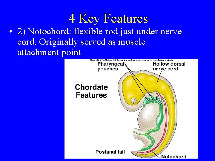 4 Key Features • 2) Notochord: flexible rod just under nerve cord. Originally served 4 Key Features • 2) Notochord: flexible rod just under nerve cord. Originally served