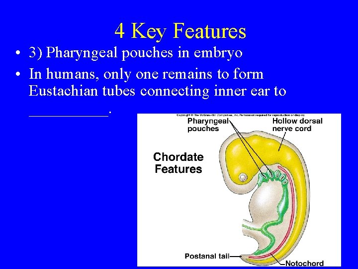 4 Key Features • 3) Pharyngeal pouches in embryo • In humans, only one 4 Key Features • 3) Pharyngeal pouches in embryo • In humans, only one