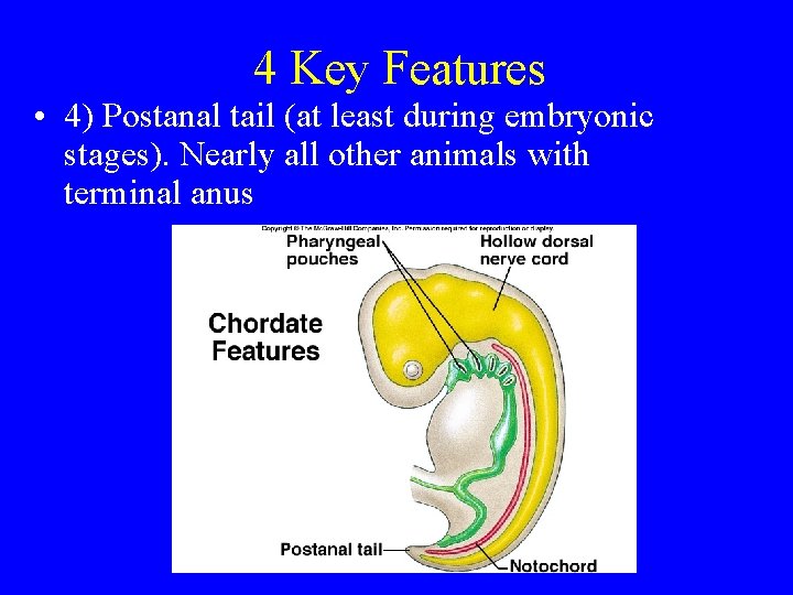 4 Key Features • 4) Postanal tail (at least during embryonic stages). Nearly all 4 Key Features • 4) Postanal tail (at least during embryonic stages). Nearly all