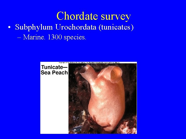 Chordate survey • Subphylum Urochordata (tunicates) – Marine. 1300 species. Chordate survey • Subphylum Urochordata (tunicates) – Marine. 1300 species.