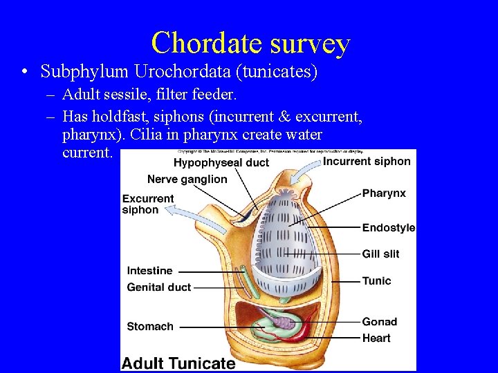 Chordate survey • Subphylum Urochordata (tunicates) – Adult sessile, filter feeder. – Has holdfast, Chordate survey • Subphylum Urochordata (tunicates) – Adult sessile, filter feeder. – Has holdfast,