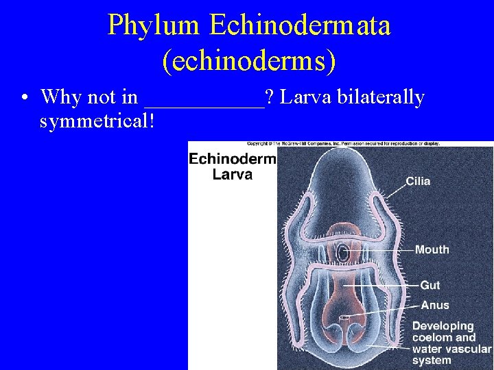 Phylum Echinodermata (echinoderms) • Why not in ______? Larva bilaterally symmetrical! Phylum Echinodermata (echinoderms) • Why not in ______? Larva bilaterally symmetrical!