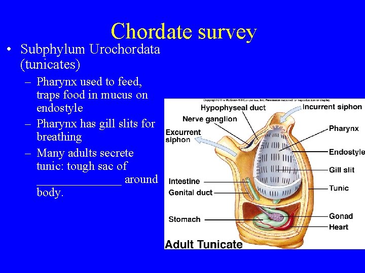 Chordate survey • Subphylum Urochordata (tunicates) – Pharynx used to feed, traps food in Chordate survey • Subphylum Urochordata (tunicates) – Pharynx used to feed, traps food in