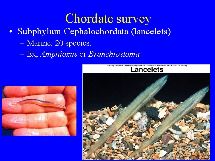 Chordate survey • Subphylum Cephalochordata (lancelets) – Marine. 20 species. – Ex, Amphioxus or Chordate survey • Subphylum Cephalochordata (lancelets) – Marine. 20 species. – Ex, Amphioxus or