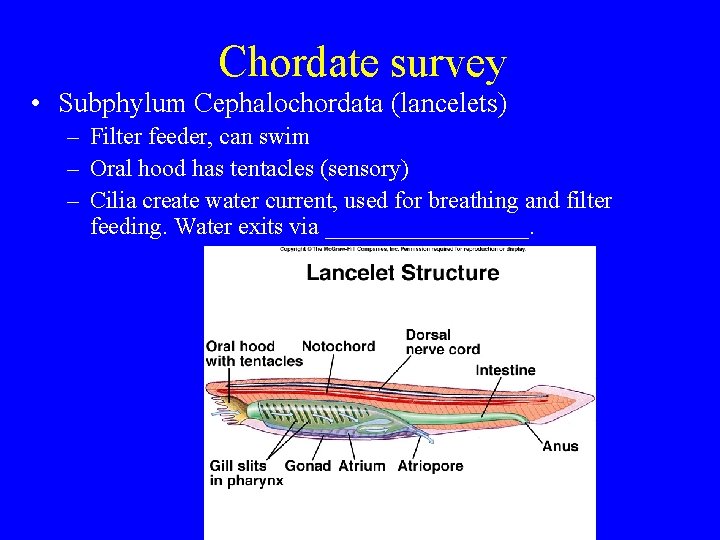 Chordate survey • Subphylum Cephalochordata (lancelets) – Filter feeder, can swim – Oral hood Chordate survey • Subphylum Cephalochordata (lancelets) – Filter feeder, can swim – Oral hood