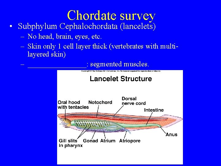 Chordate survey • Subphylum Cephalochordata (lancelets) – No head, brain, eyes, etc. – Skin Chordate survey • Subphylum Cephalochordata (lancelets) – No head, brain, eyes, etc. – Skin